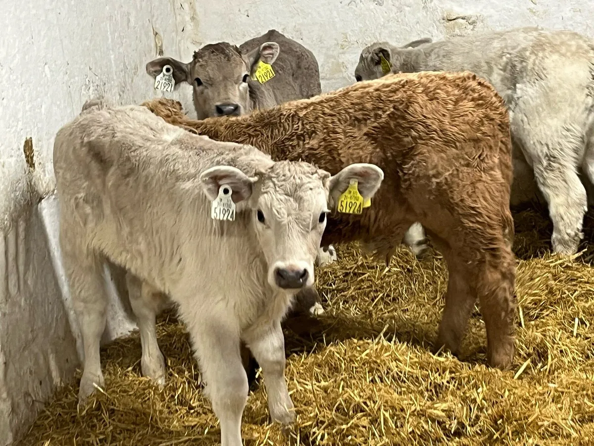 UP UP & AWAY @ Parkmore Calf Farm - Image 3