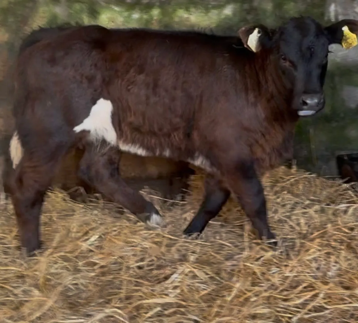 Super Selection Continental calves - Image 4