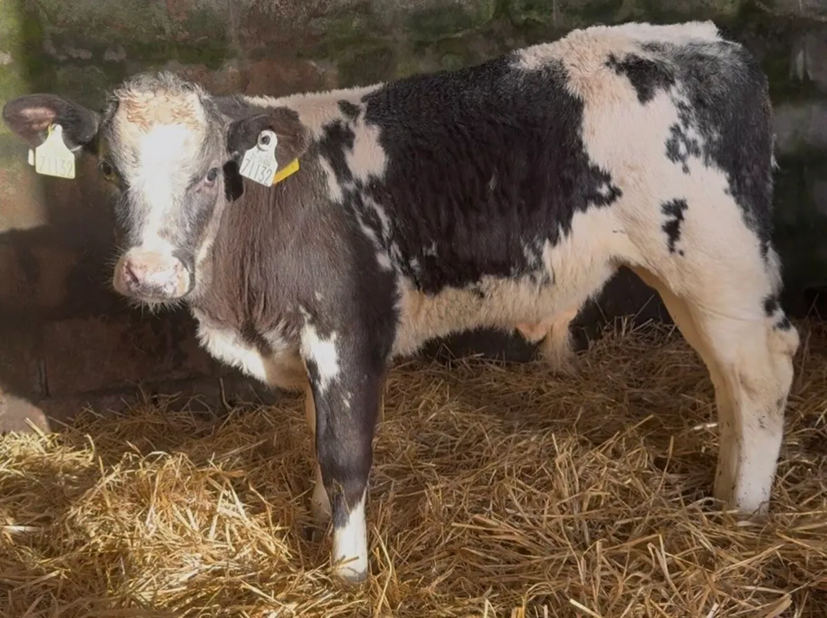 Super Selection Continental calves - Image 3