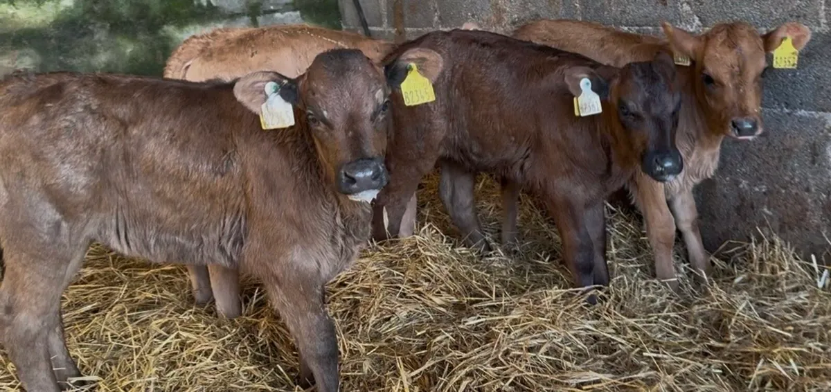 4 nice Lim heifer calves - Image 1