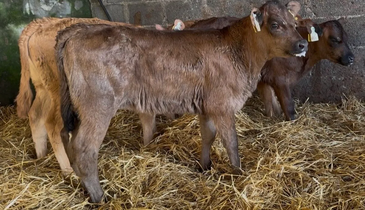 4 nice Lim heifer calves - Image 2