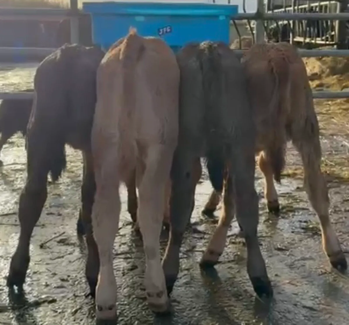 4 nice Lim heifer calves - Image 3