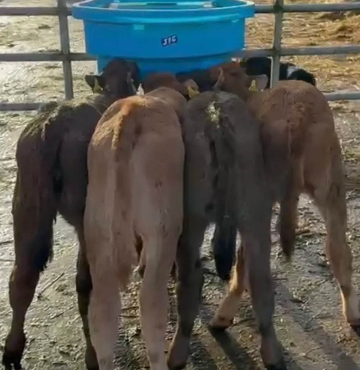 4 nice Lim heifer calves - Image 4