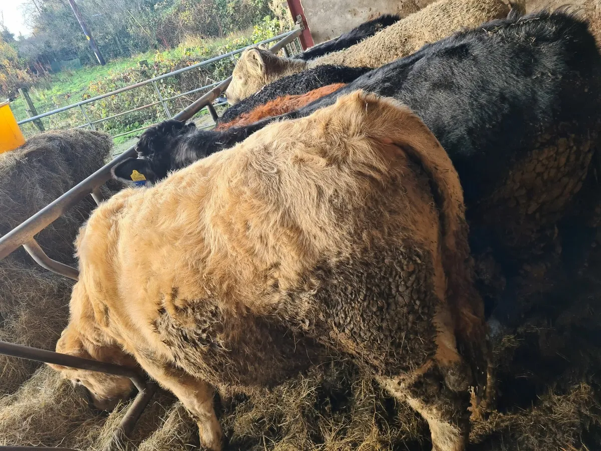 wanted organic heifers