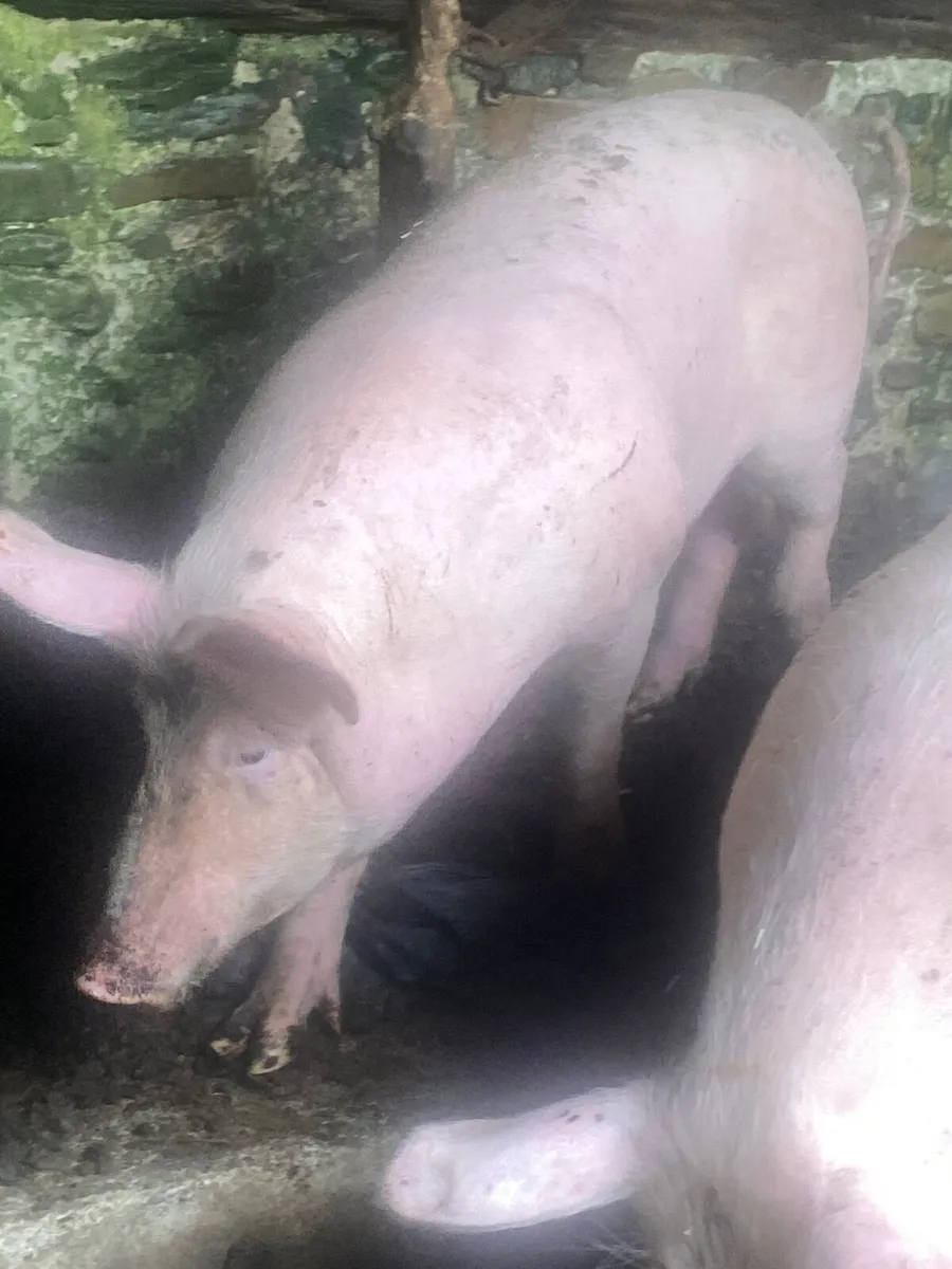 Tile cutter - Image 1