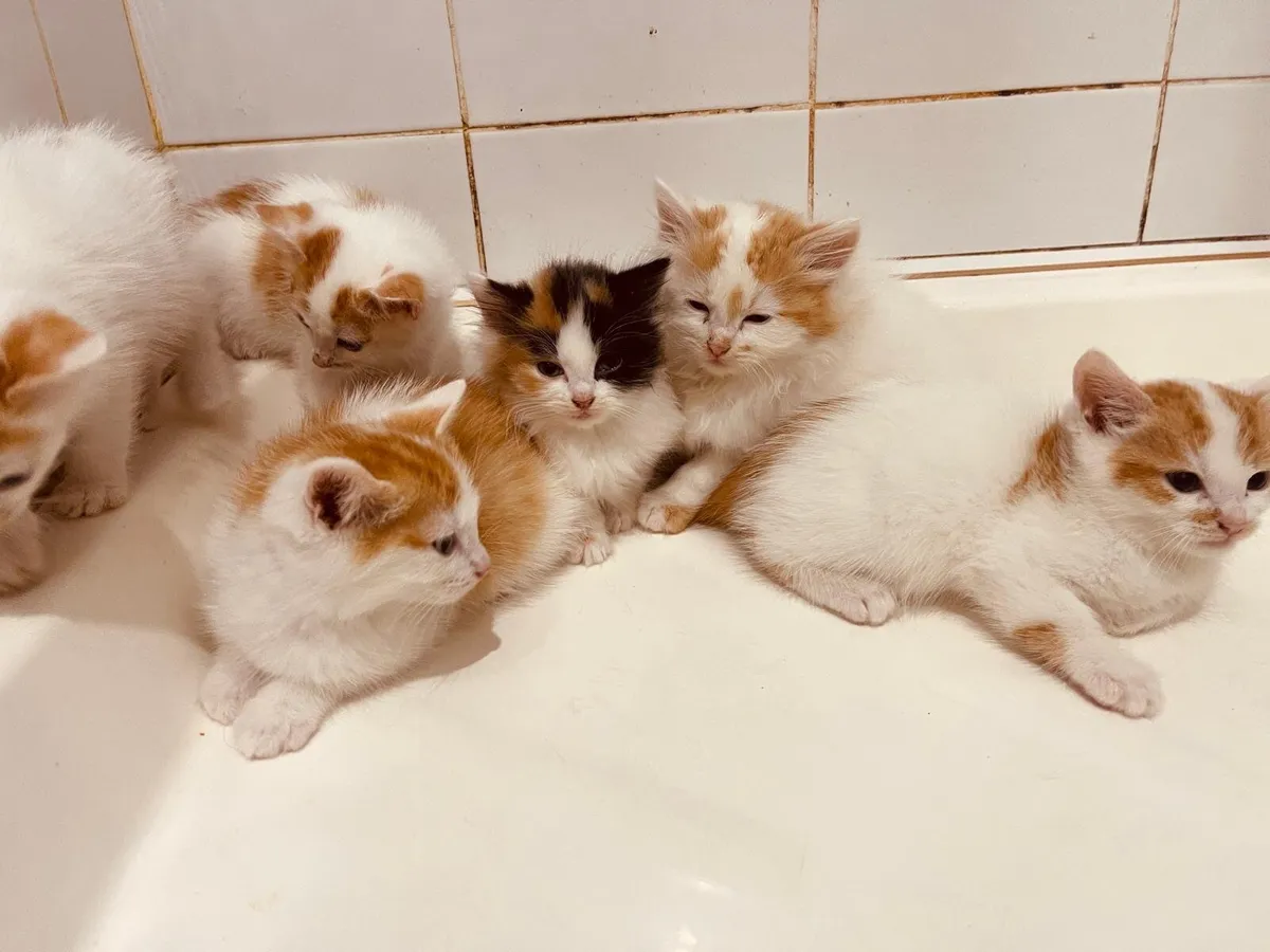 Kittens - Image 2