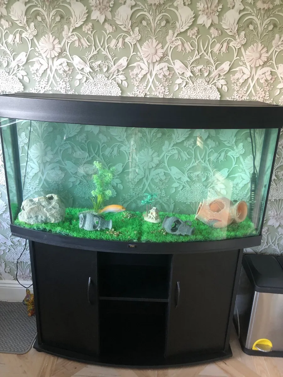 Fish tank