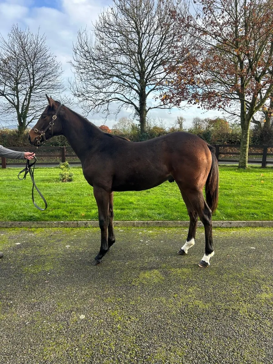 2 Thoroughbred Foals - Image 1