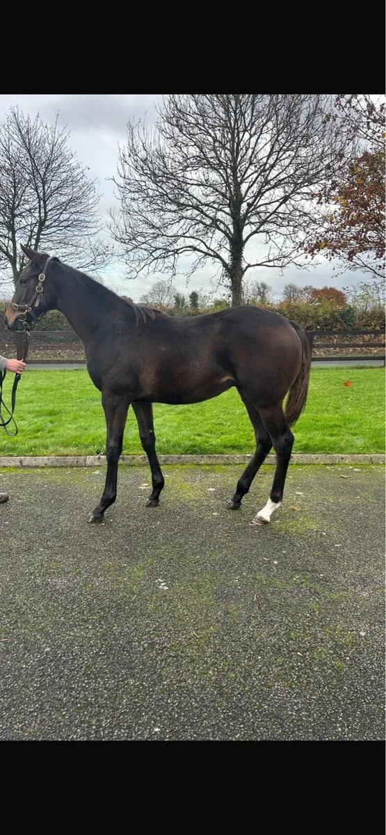 2 Thoroughbred Foals - Image 2