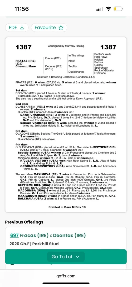 2 Thoroughbred Foals - Image 3