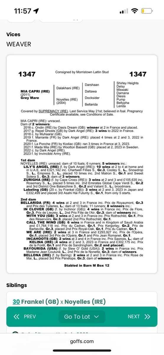 2 Thoroughbred Foals - Image 4