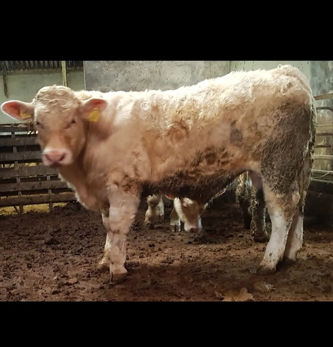 5* PEDIGREE CHAROLAIS PBR BULLS.FISTON+BIVOUAC. - Image 2