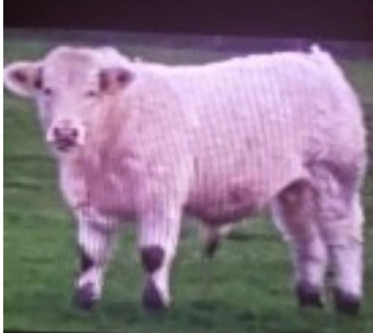 5* PEDIGREE CHAROLAIS PBR BULLS.FISTON+BIVOUAC. - Image 3