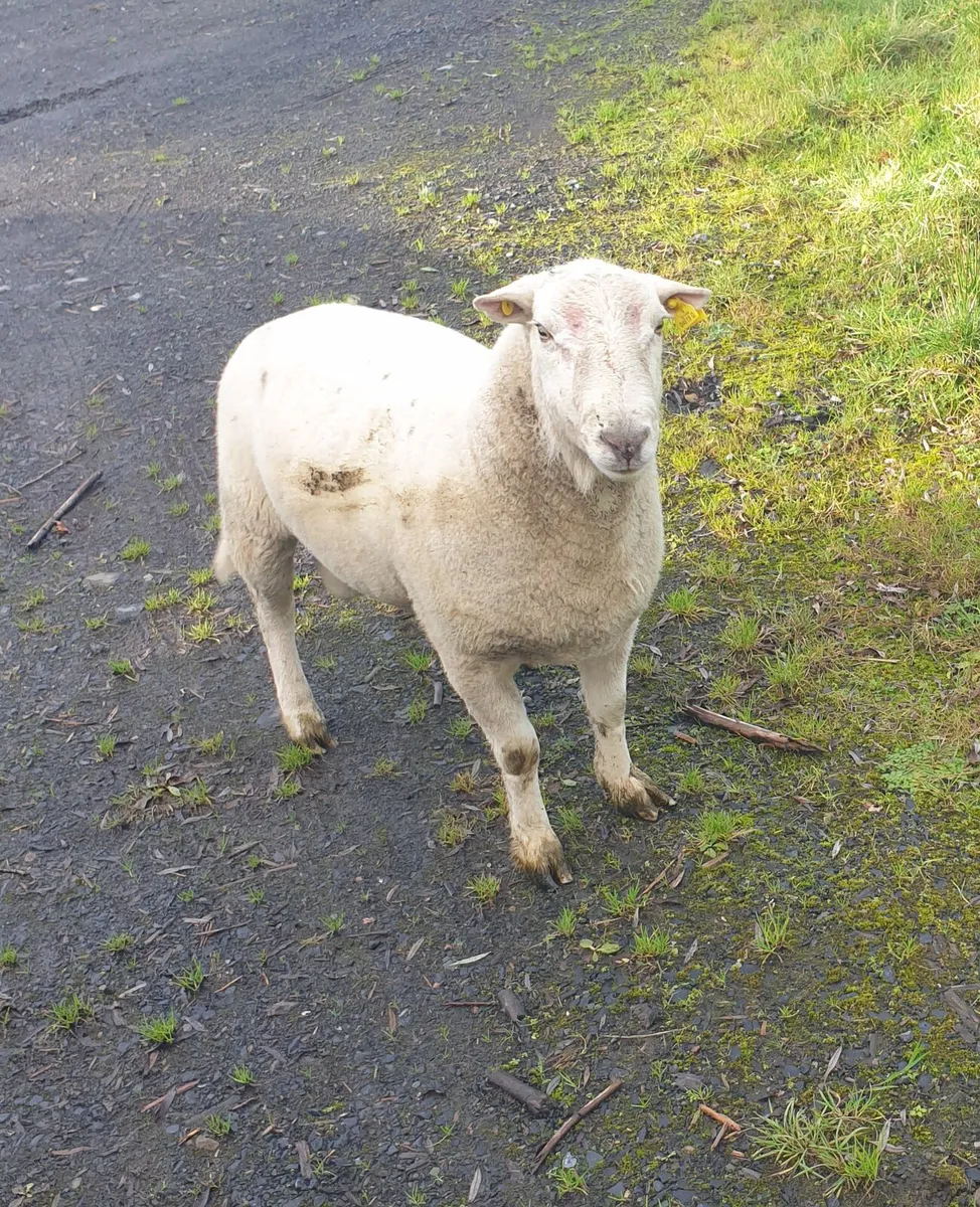 Easycare ram - Image 1