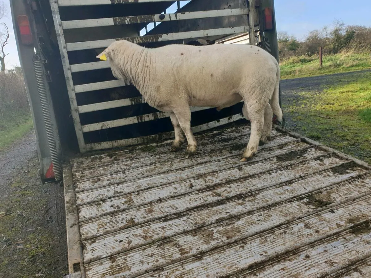 Easycare ram - Image 2