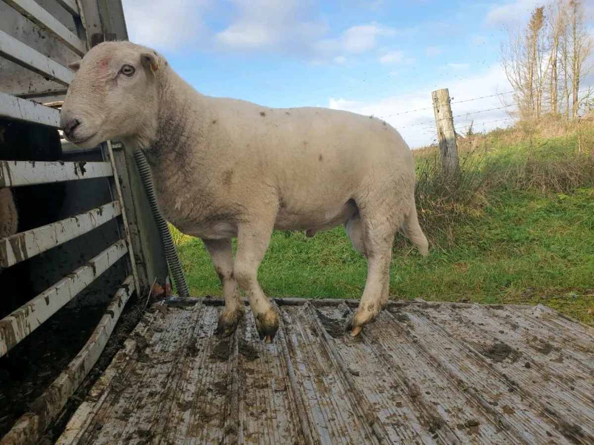 Easycare ram - Image 3