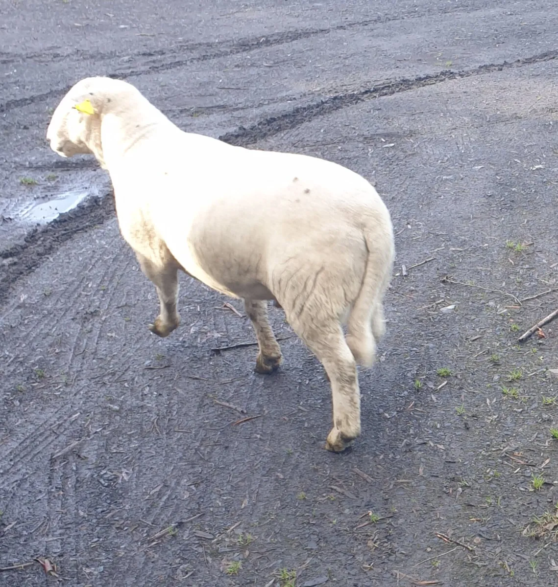 Easycare ram - Image 4