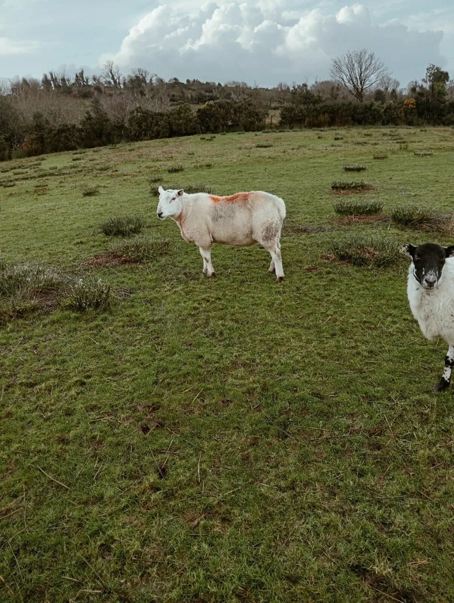Cheviot and blue Leicester ram - Image 1