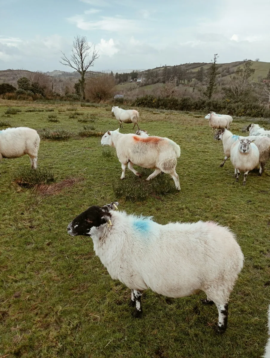 Cheviot and blue Leicester ram - Image 2