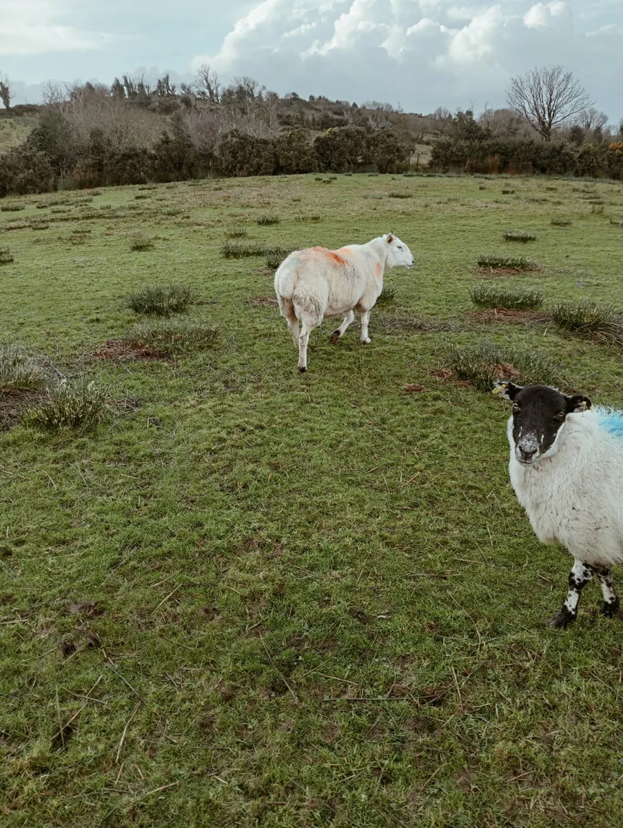 Cheviot and blue Leicester ram - Image 3