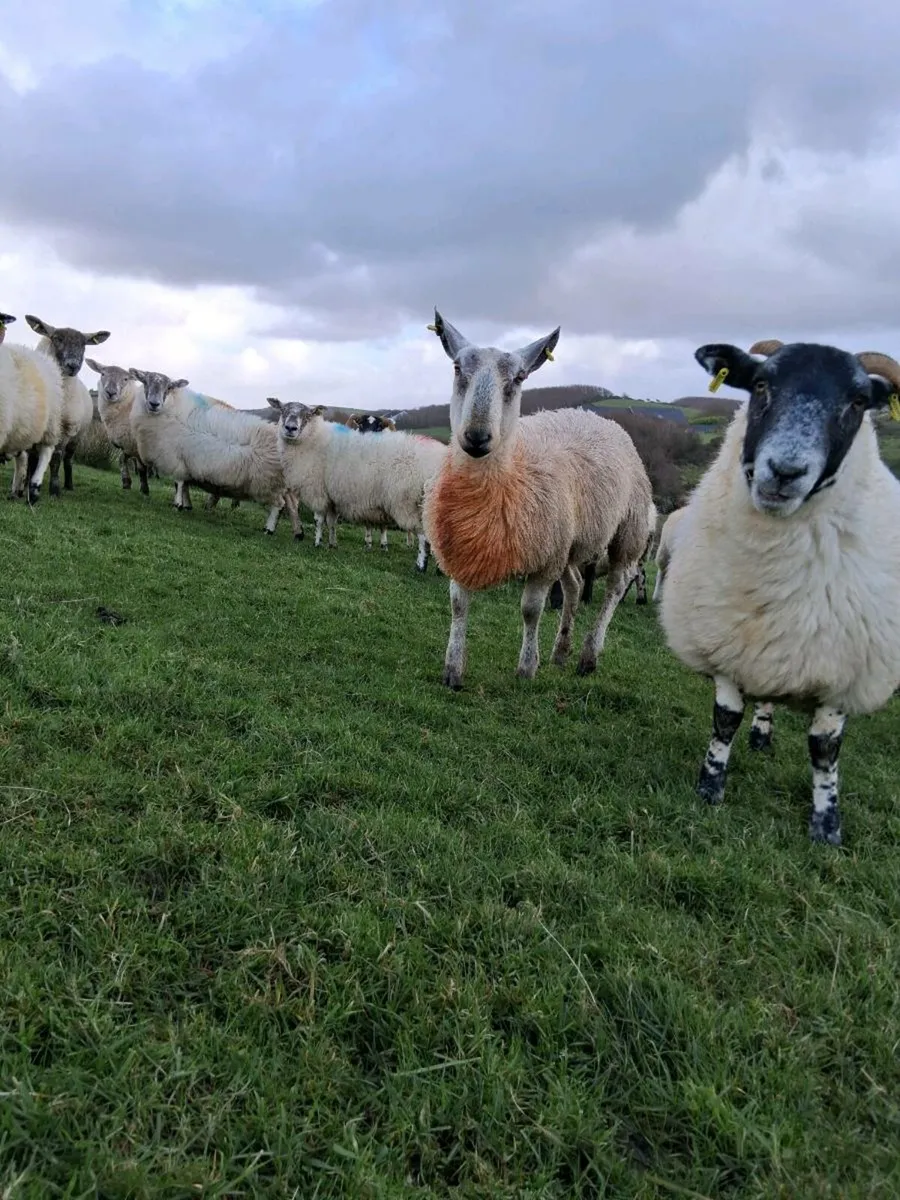 Cheviot and blue Leicester ram - Image 4