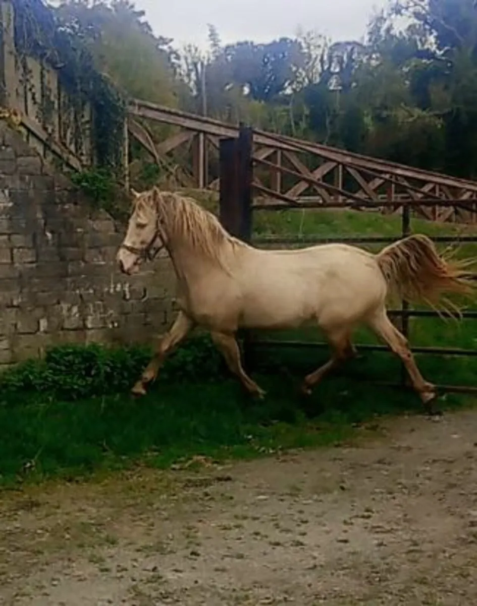 Connemara colt - Image 3