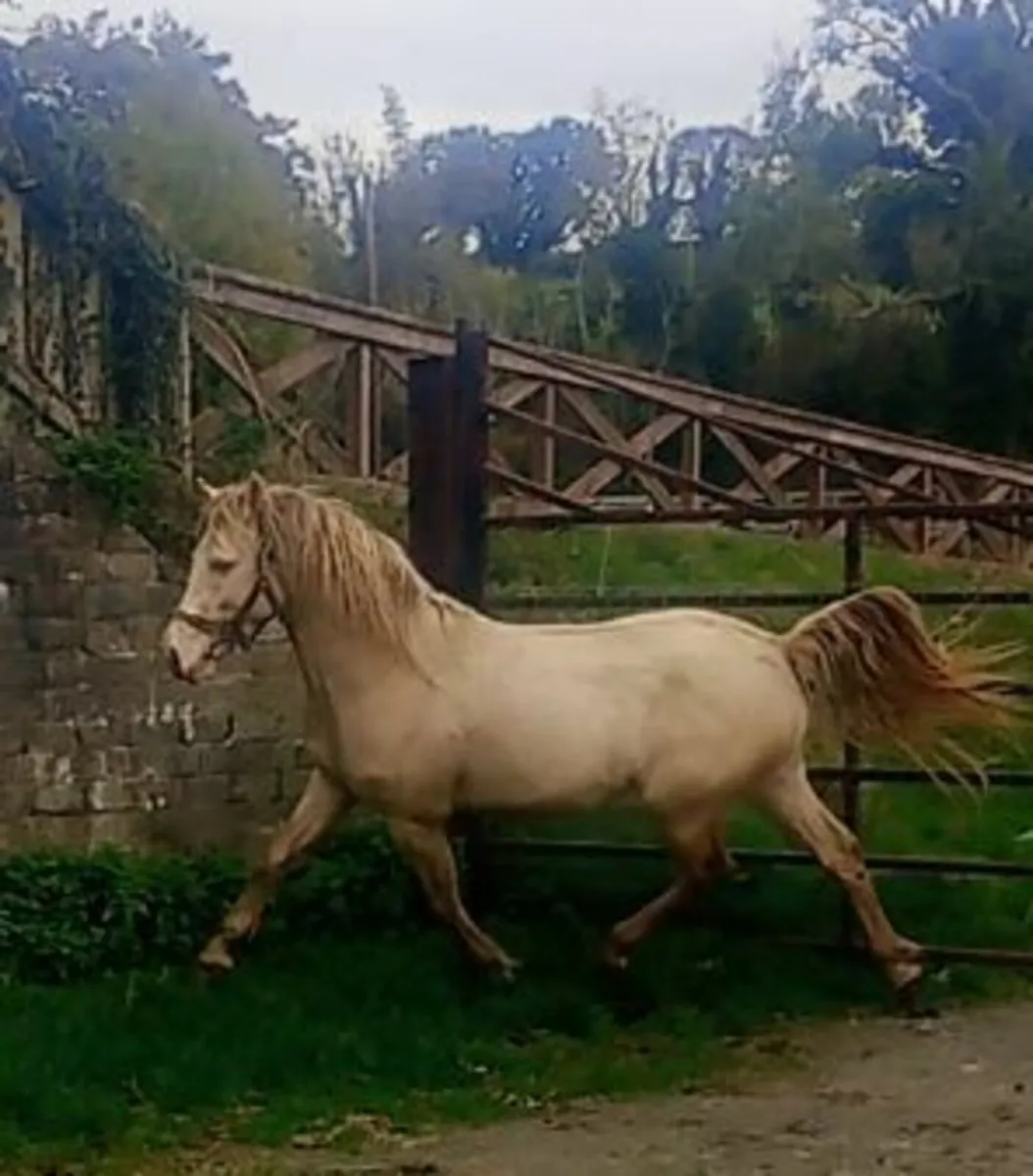 Connemara colt - Image 2