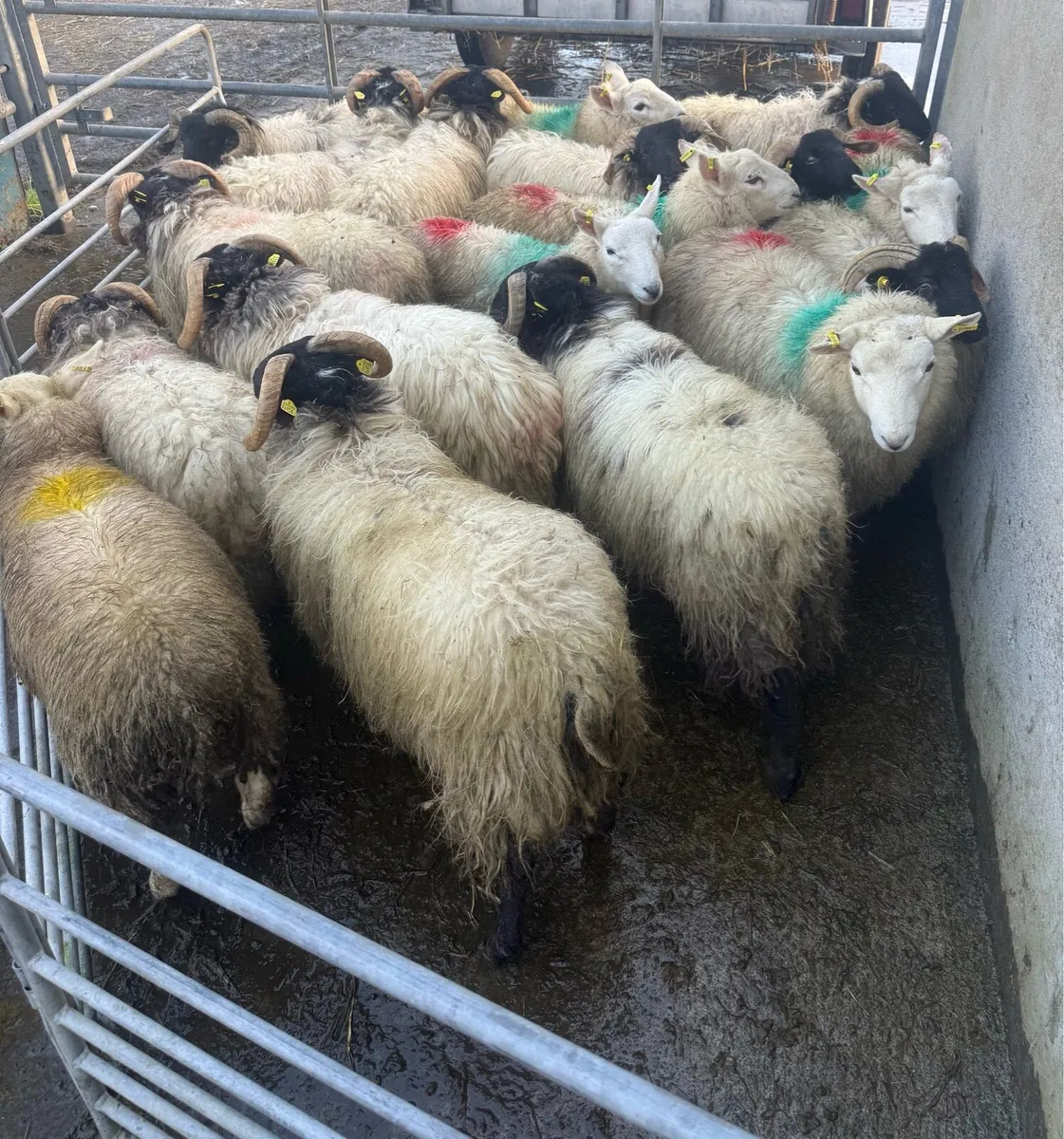 Store Lambs BlackFace Mountain & Cheviot - Image 1