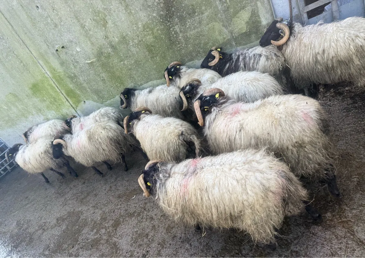 Store Lambs BlackFace Mountain & Cheviot - Image 2