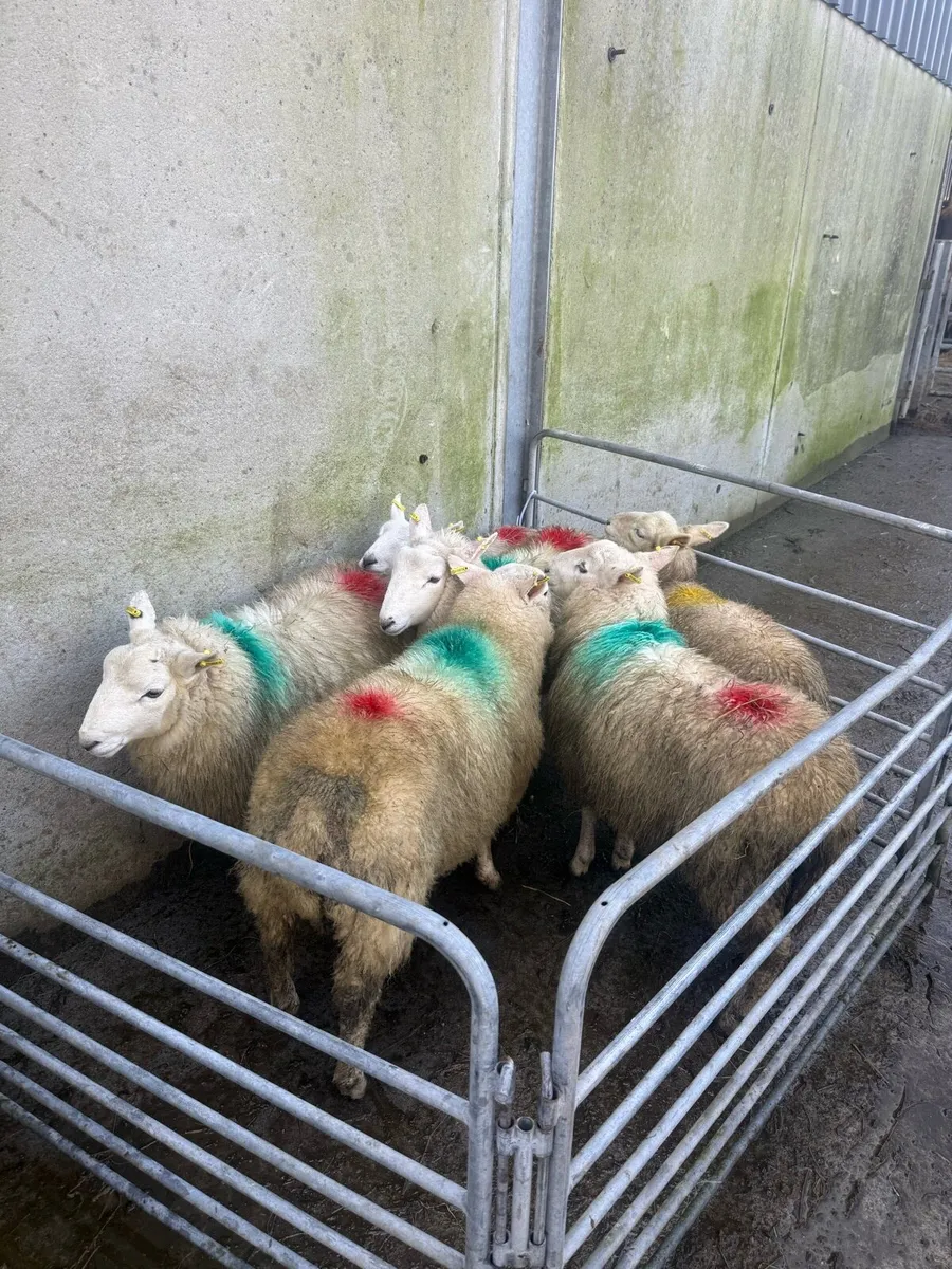 Store Lambs BlackFace Mountain & Cheviot - Image 3