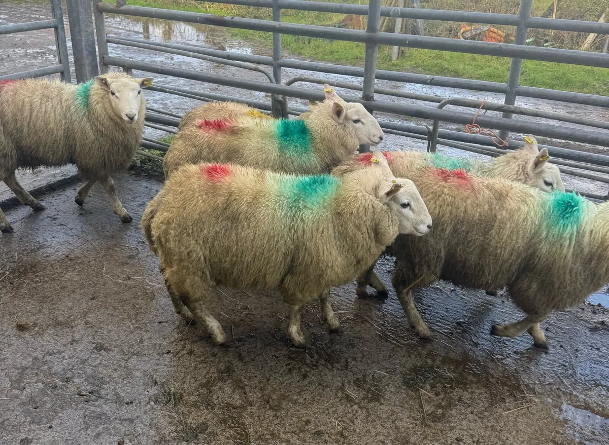 Store Lambs BlackFace Mountain & Cheviot - Image 4