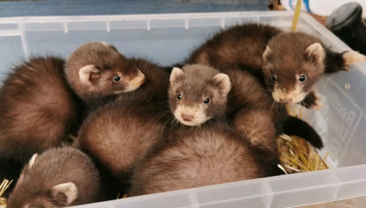 EU Polecat Ferrets - Image 1