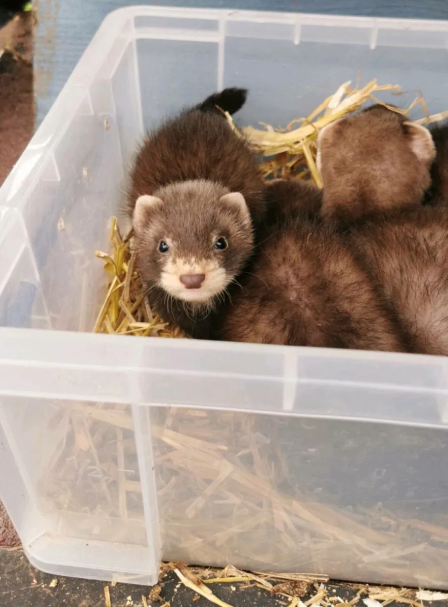 EU Polecat Ferrets - Image 2