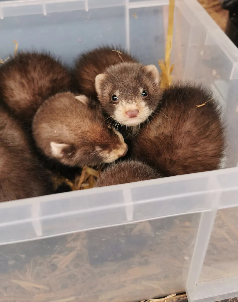 EU Polecat Ferrets - Image 3