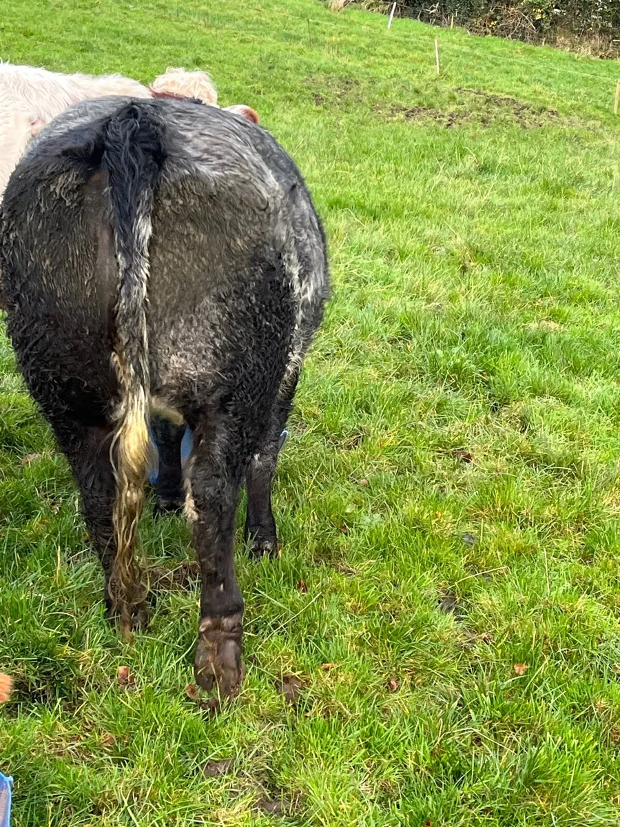 2 breeding heifers - Image 2