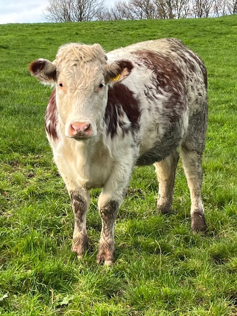 2 breeding heifers - Image 3