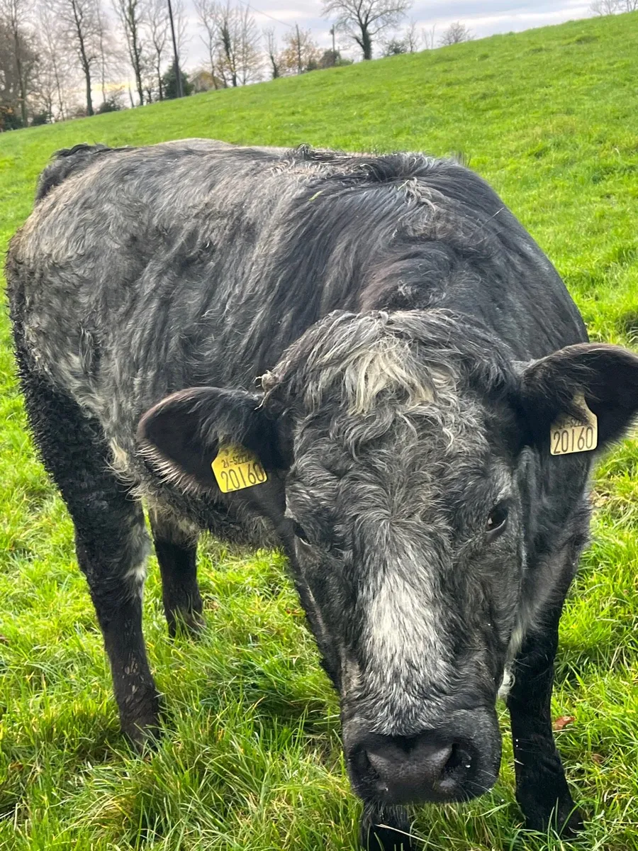 2 breeding heifers - Image 4