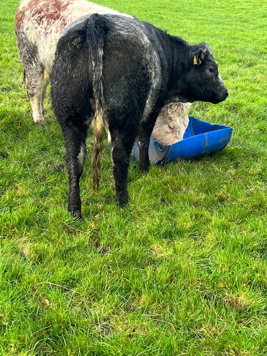 2 breeding heifers - Image 1