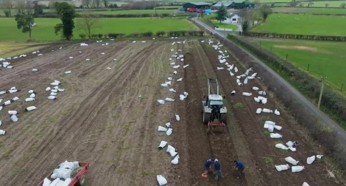 Irish Whitethorn Hedging for sale 🌳 - Image 3