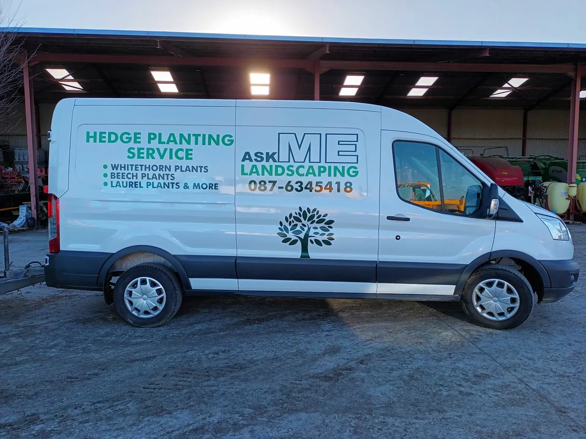 Irish Whitethorn Hedging for sale 🌳 - Image 2