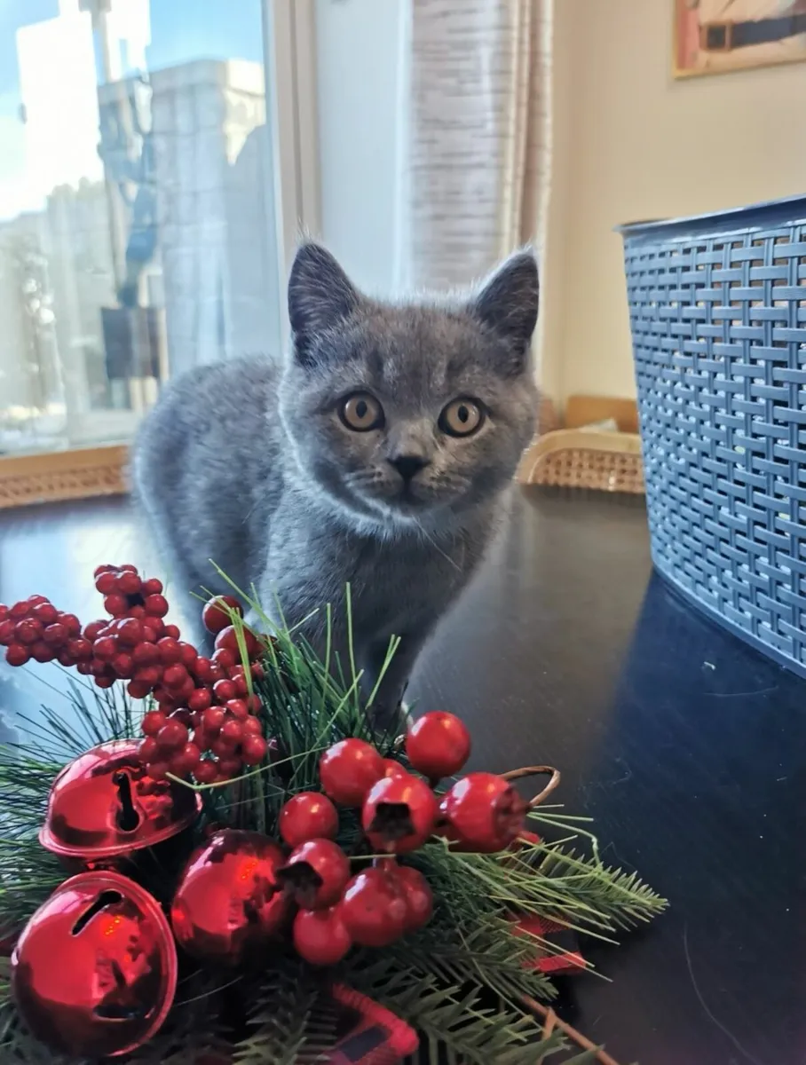 British Shorthair Kittens - Image 3