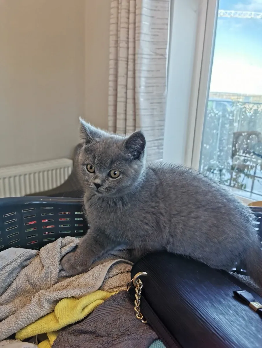 British Shorthair Kittens - Image 4