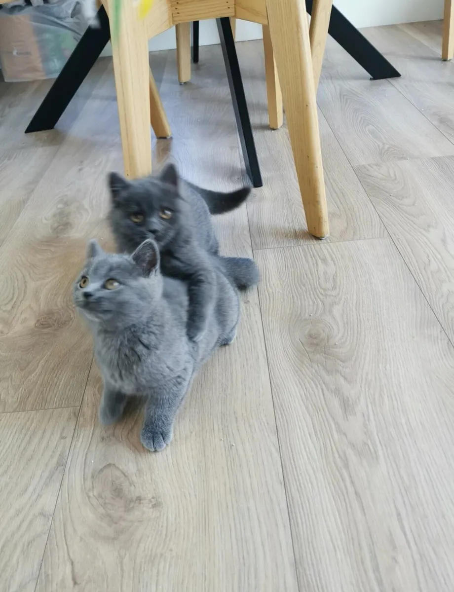 British Shorthair Kittens - Image 3