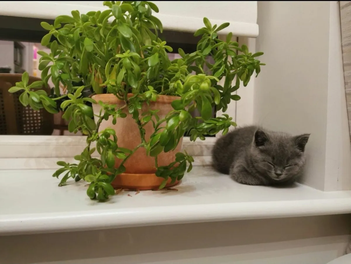 British Shorthair Kittens - Image 4