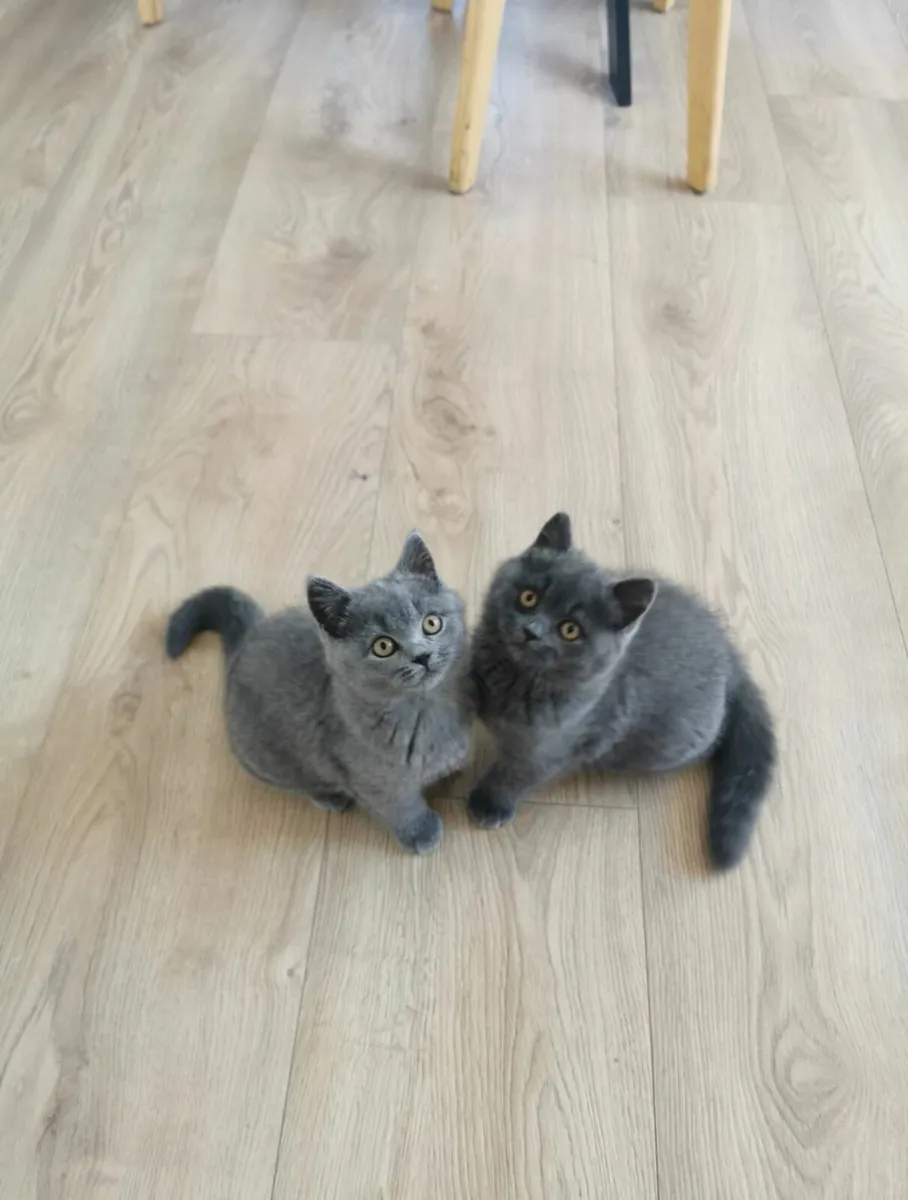 British Shorthair Kittens - Image 2