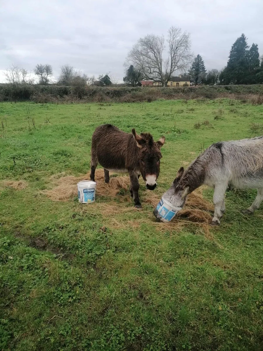 Two Donkeys - Image 1