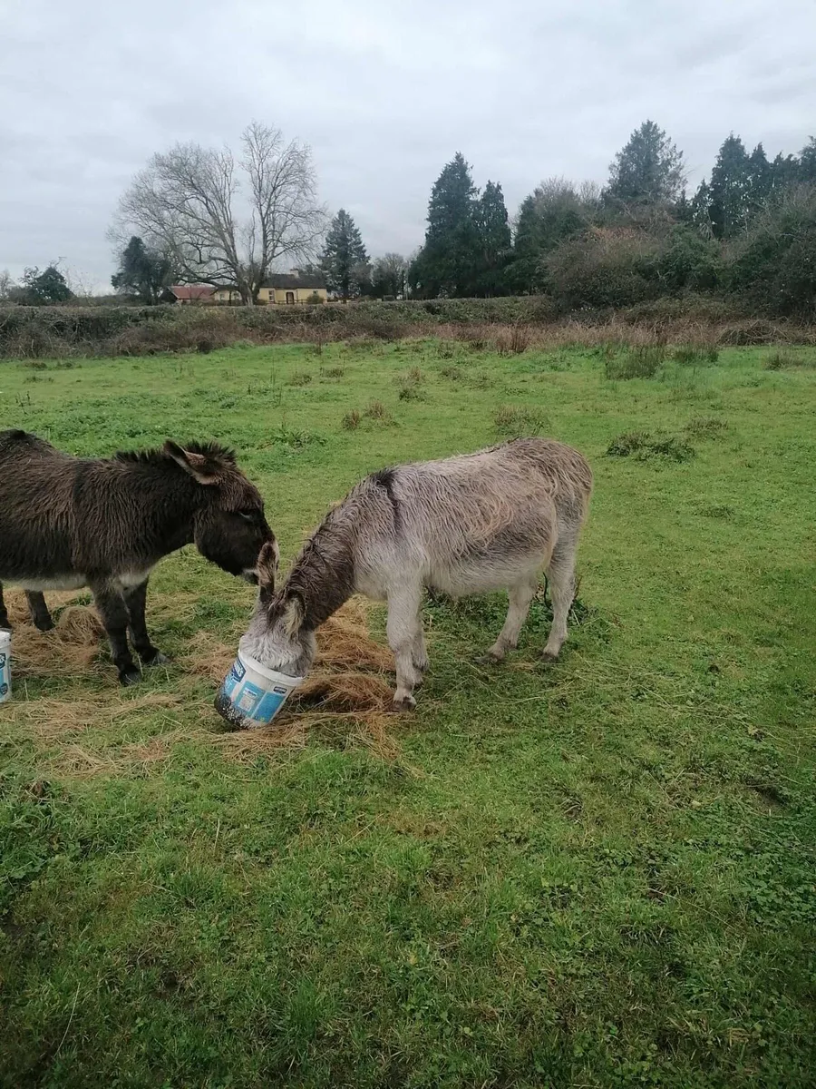 Two Donkeys - Image 2