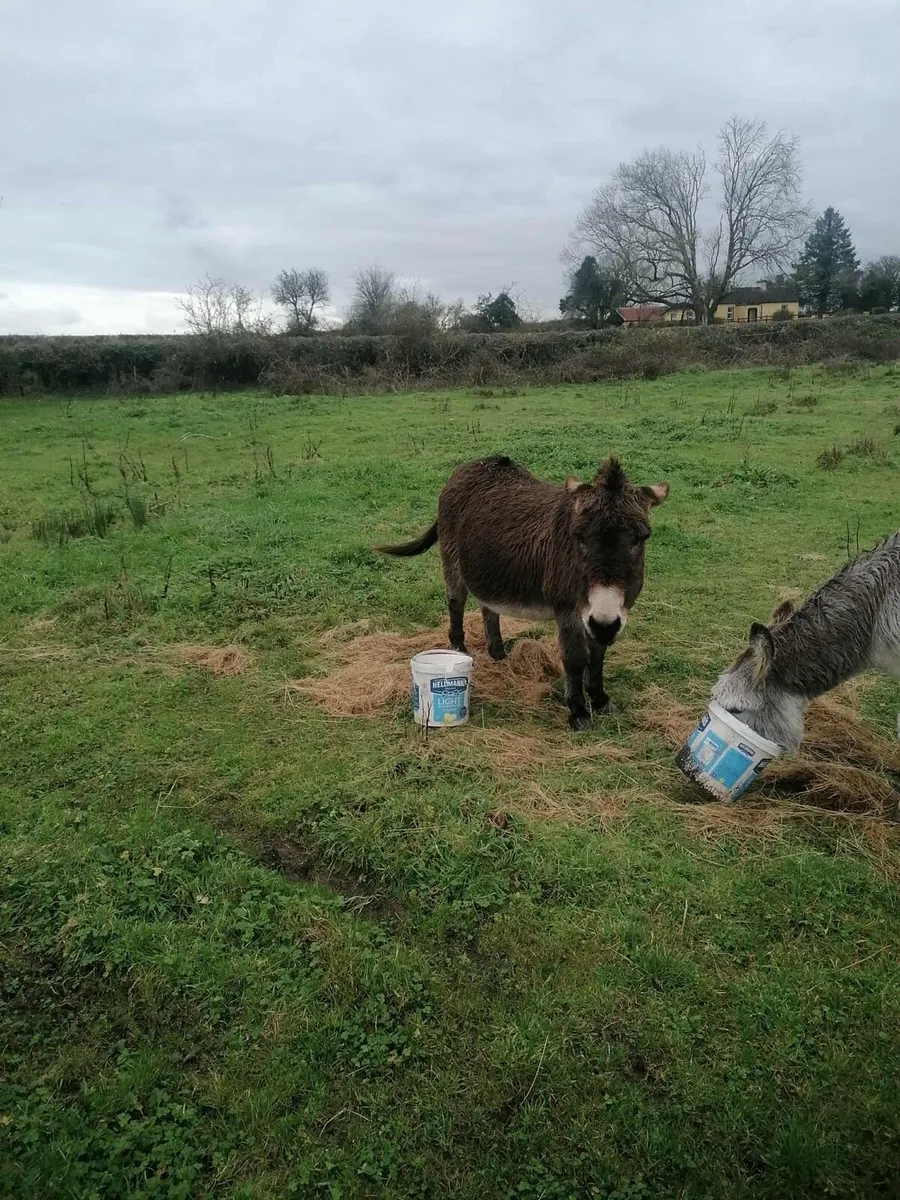 Two Donkeys - Image 3