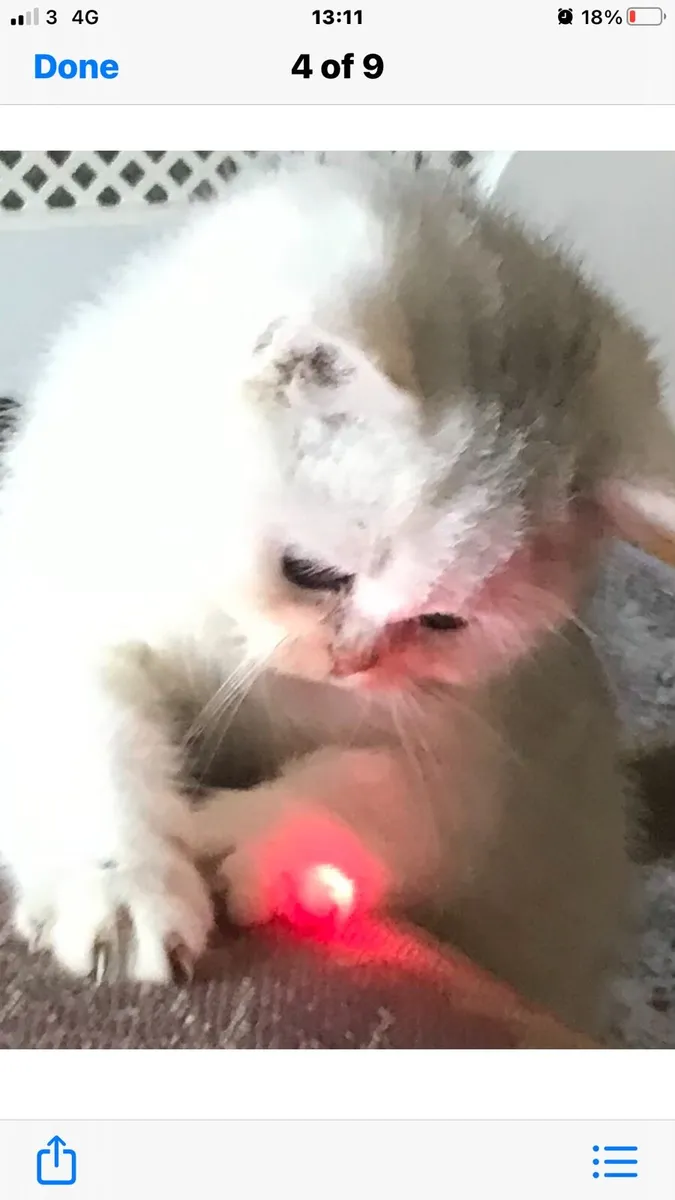 Chinchilla persian kittens last two remaining. - Image 1