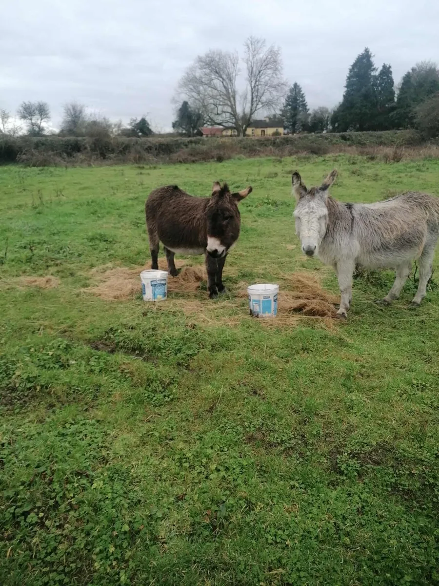 Two Donkeys - Image 4